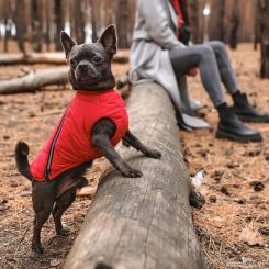 Жилет для животных Pet Fashion "E.Vest" S красный Фото 3