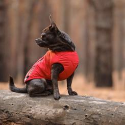 Жилет для животных Pet Fashion "E.Vest" S красный Фото 4