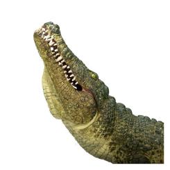 Фигурка Mojo Крокодил с движущейся челюстью Фото 4