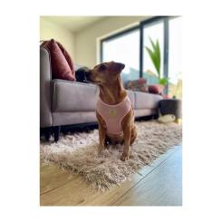 Шлей для собак Chloe's Home Dakar розовая M Фото 3