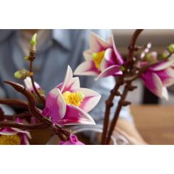 Конструктор LEGO Botanicals Magnolia Branches Фото 9