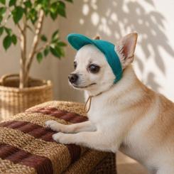 Кепка для животных Pet Fashion Topaz L Фото 4