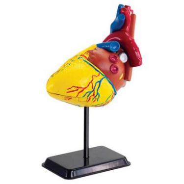 Набор для экспериментов EDU-Toys Модель сердца человека сборная, 14 см Фото