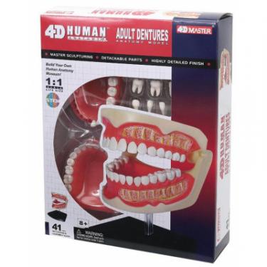 Пазл 4D Master Объемная анатомическая модель Зубной ряд человека Фото