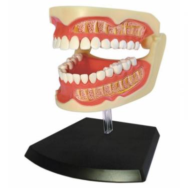 Пазл 4D Master Объемная анатомическая модель Зубной ряд человека Фото 1