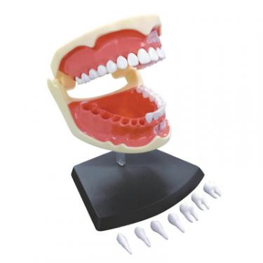 Пазл 4D Master Объемная анатомическая модель Зубной ряд человека Фото 2